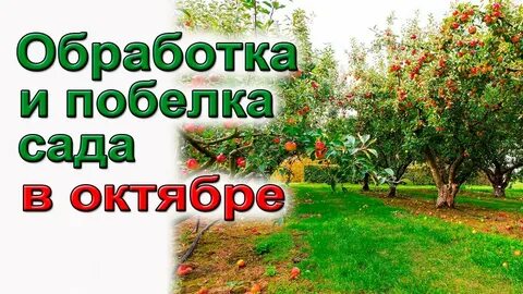 Искореняющая обработка кустарников осенью