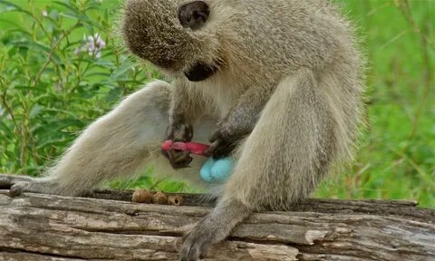 Файл:Vervet Monkey (Chlorocebus pygerythrus) (6011903243).jpg. 