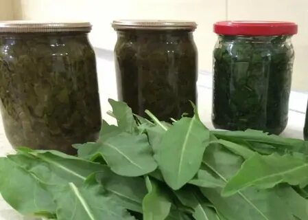 Консервированный щавель на зиму