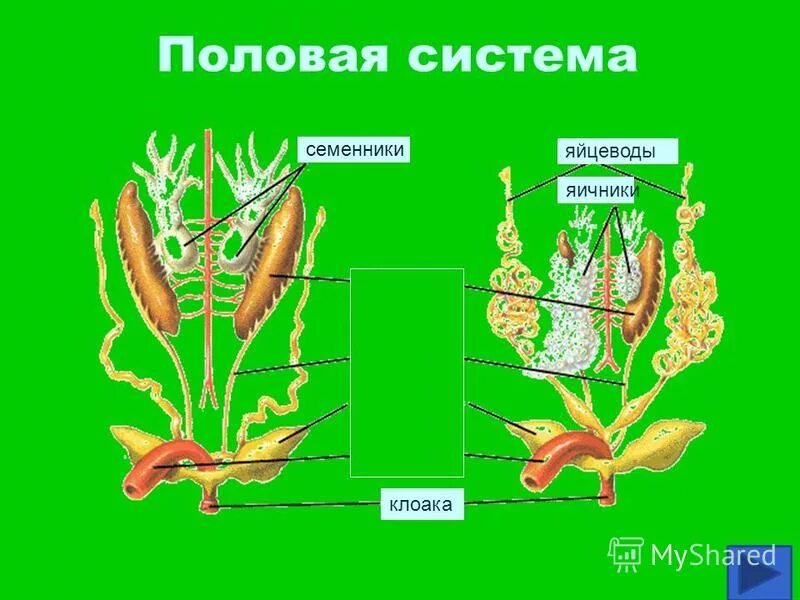 Половые клетки земноводных. Половая система земноводных. Органы половой системы у земноводных. Половая система рыб и земноводных. Половая система лягушки.