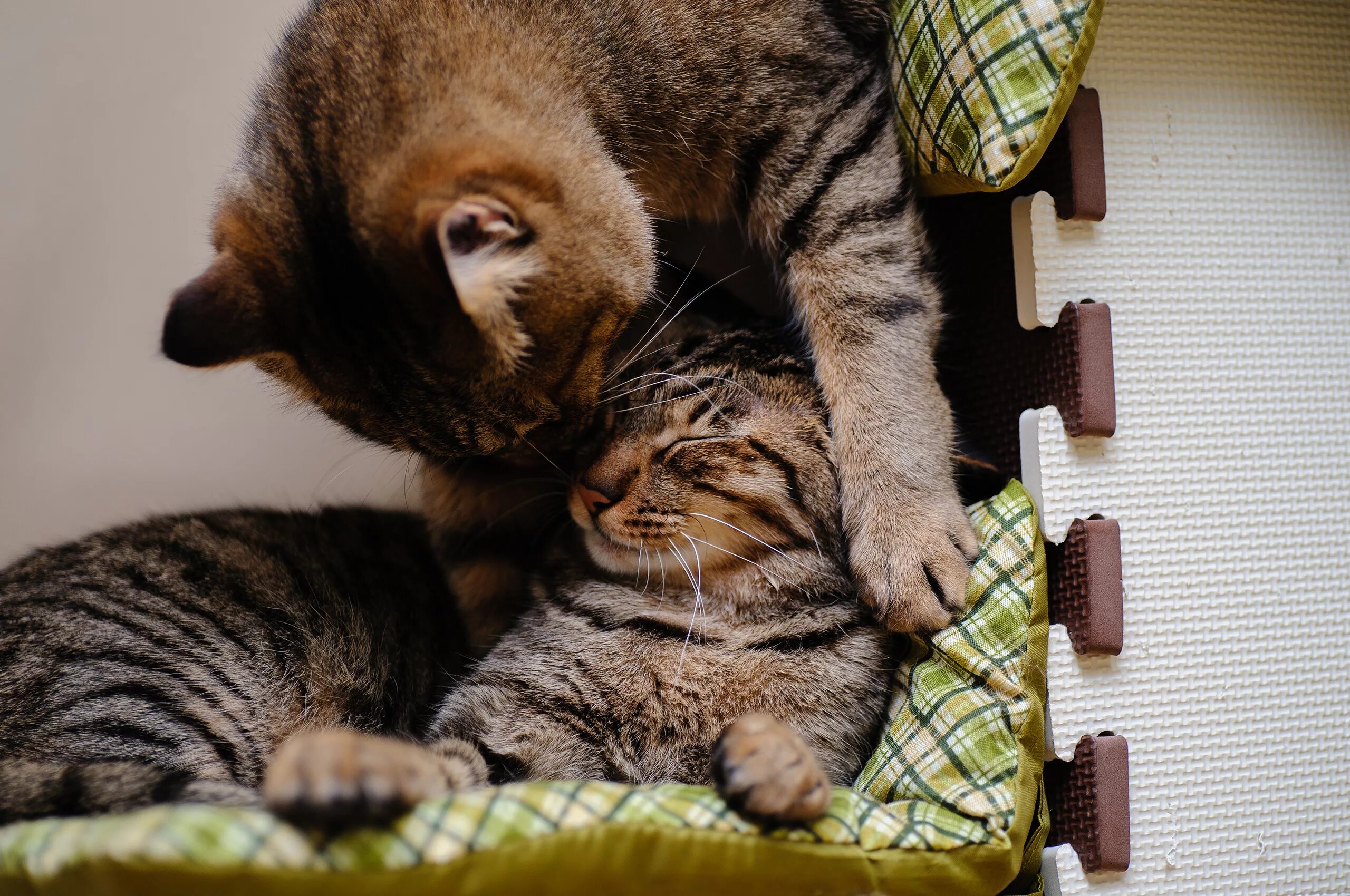 2 котенка играть