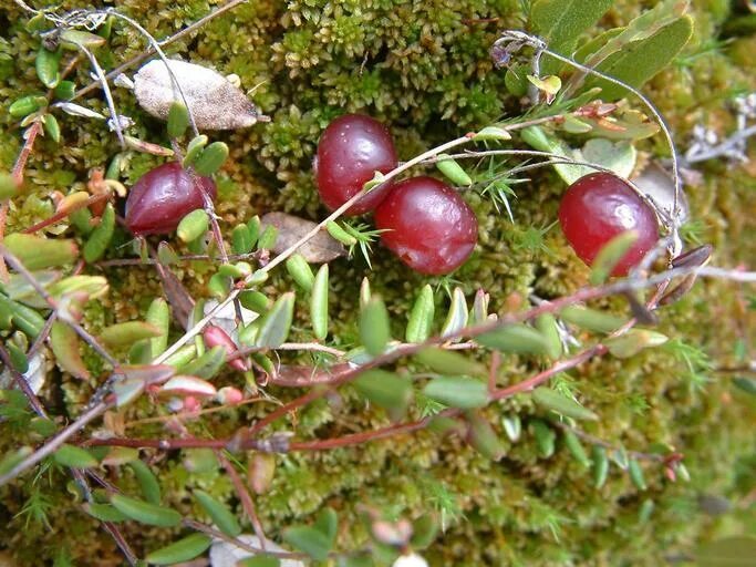 Клюква Болотная (Vaccinium Oxycoccos. Клюква обыкновенная (Vaccinium Oxycoccos). Клюква Болотная строение. Клюква Южная (Vaccinium erythrocarpum). Известно что клюква болотная стелющийся кустарник