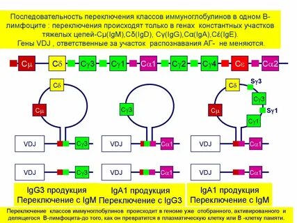 Переключение классов иммуноглобулинов