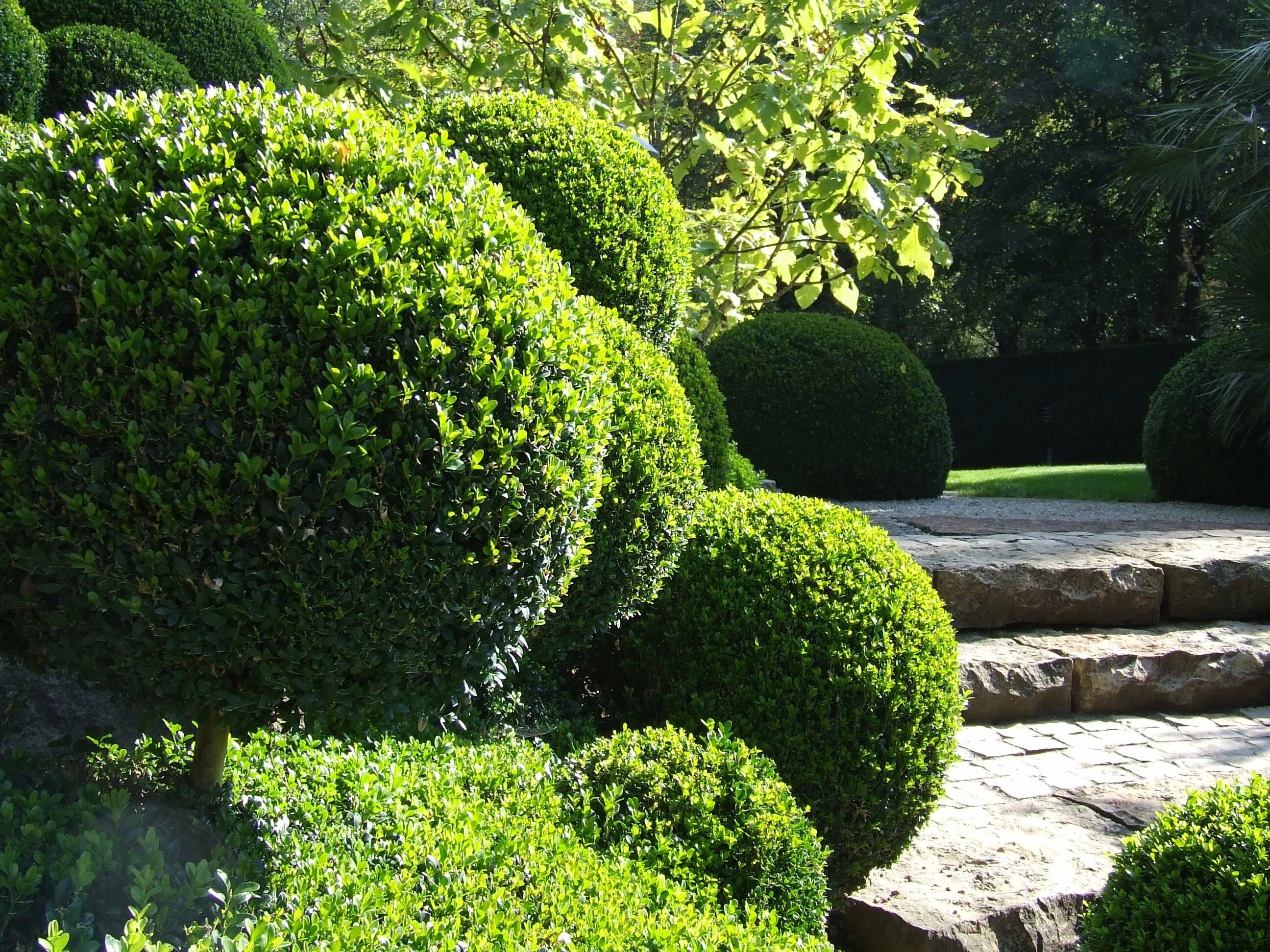 Самшит Буксус. Buxus sempervirens самшит. Самшит — Buxus colchica. Вечнозеленый самшит пестрый. Фото вечнозеленых растений