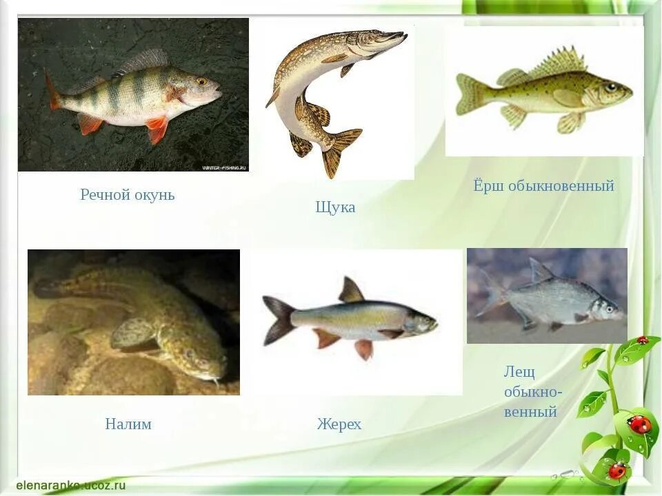 Ерш, лещ, окунь, сом, Судак,. Окунь щука Карп карась сом лещ Ерш. Окунь щука сом. Щука Судак окунь.