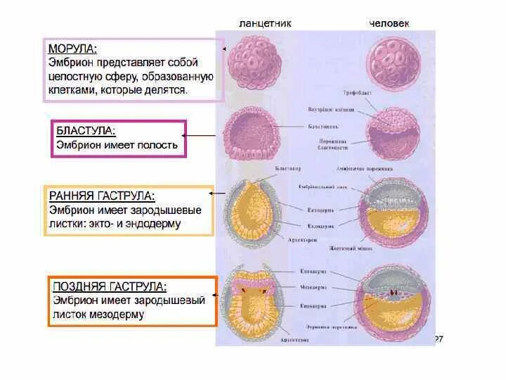 Морула бластула. Бластула гаструла нейрула таблица. Стадии развития морула гаструла. Морула бластула гаструла.