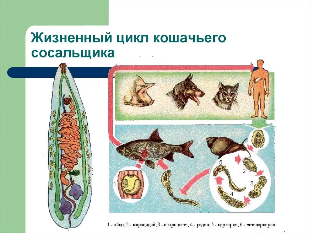 Цикл развития кошачьего сосальщика. Цикл развития кошачьей двуустки. Жизненный цикл трематод Кошачья двуустка. Жизненный цикл кошачьего сосальщика схема.