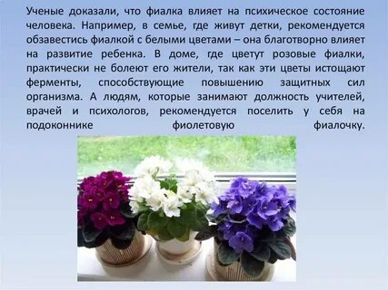 Фиалка комнатная описание