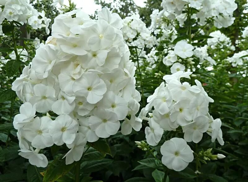 флокс вайт спарр (метельчатый). флокс метельчатый адмирал. флокс вайт спарр. флокс вайт адмирал. флокс юник вайт.