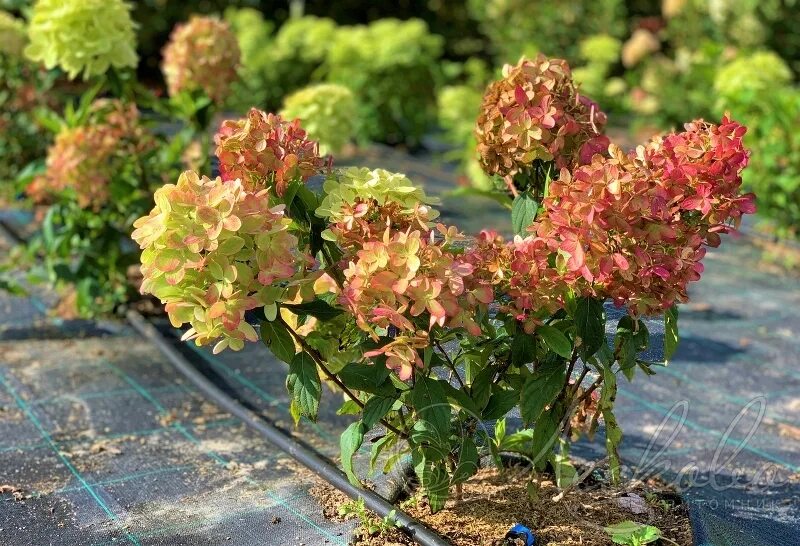 Метельчатая мохито. Метельчатая мохито. Метельчатая мохито. Метельчатая мохито. Метельчатая мохито.