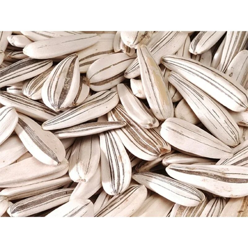 подсолнух с белыми семечками. турецкие семечки. белые семечки подсолнечника. белые семена подсолнечника. белые семена подсолнечника.