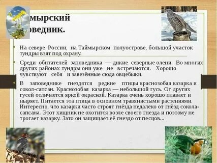 Заповедники в зоне тундры 4