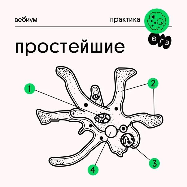 Строение амебы, эвглены, инфузории. Строение амебы протей. Амёба обыкновенная 5 класс биология. Задание амебы. Амёба обыкновенная егэ.