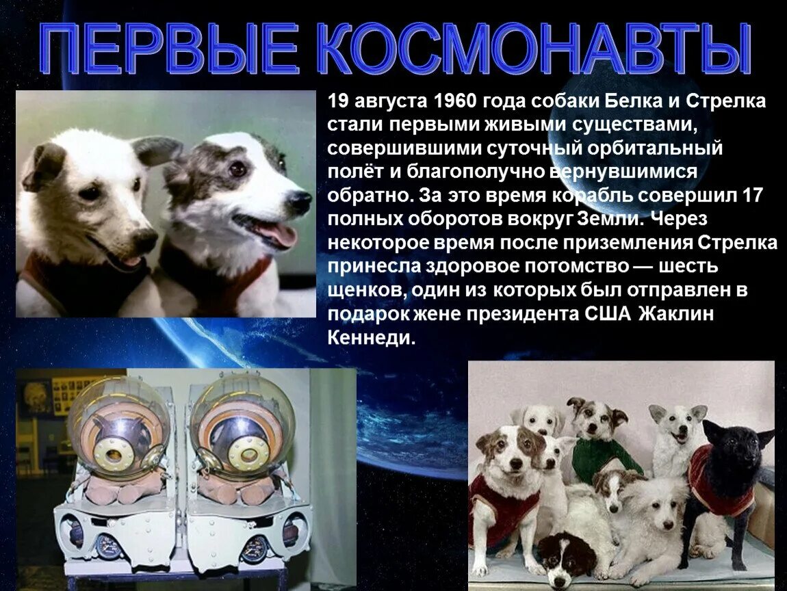 Белка и стрелка время в космосе. Первые космонавты белка и стрелка. Первые космонавты белка и стрелка рассказ для детей. Первые собаки в космосе белка и стрелка сообщение. Собаки в космосе презентация.