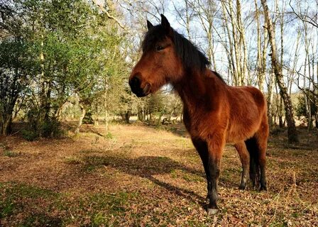 New forest