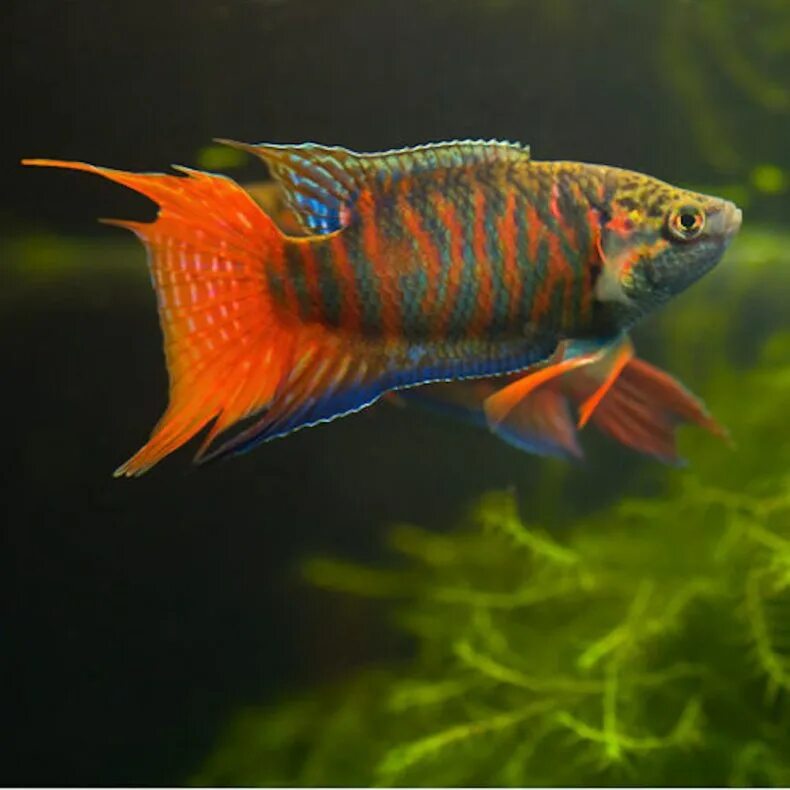 рыба макропод. макропод рыбка. макропод рыбка аквариумная. рыба макропод аквариумная. рыба макропод.