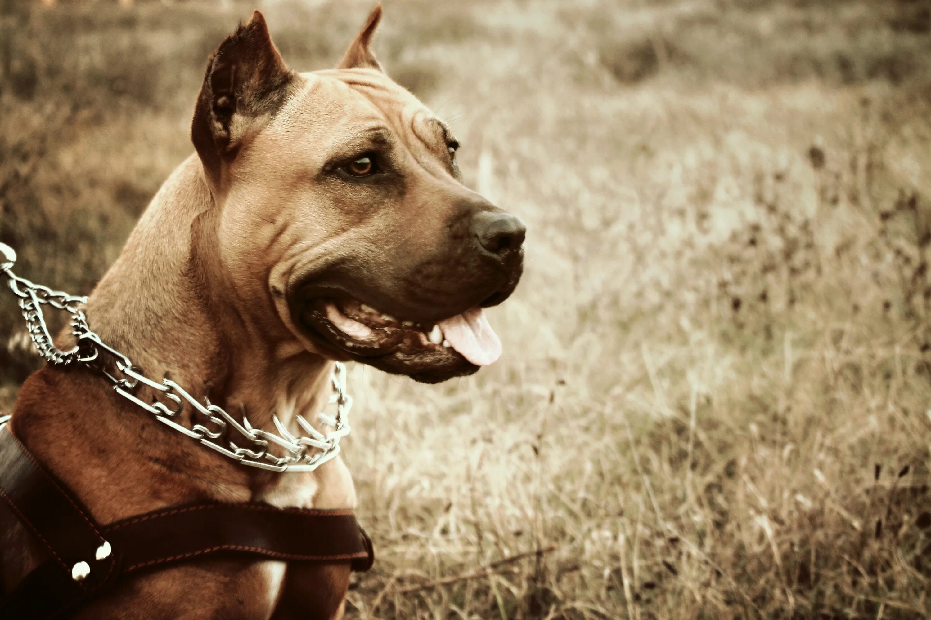 Американский стаффордширский терьер черный. Питбуль. Бойцовские аватарки. Крутые эмблемы для клана. Питбультерьер взгляд.