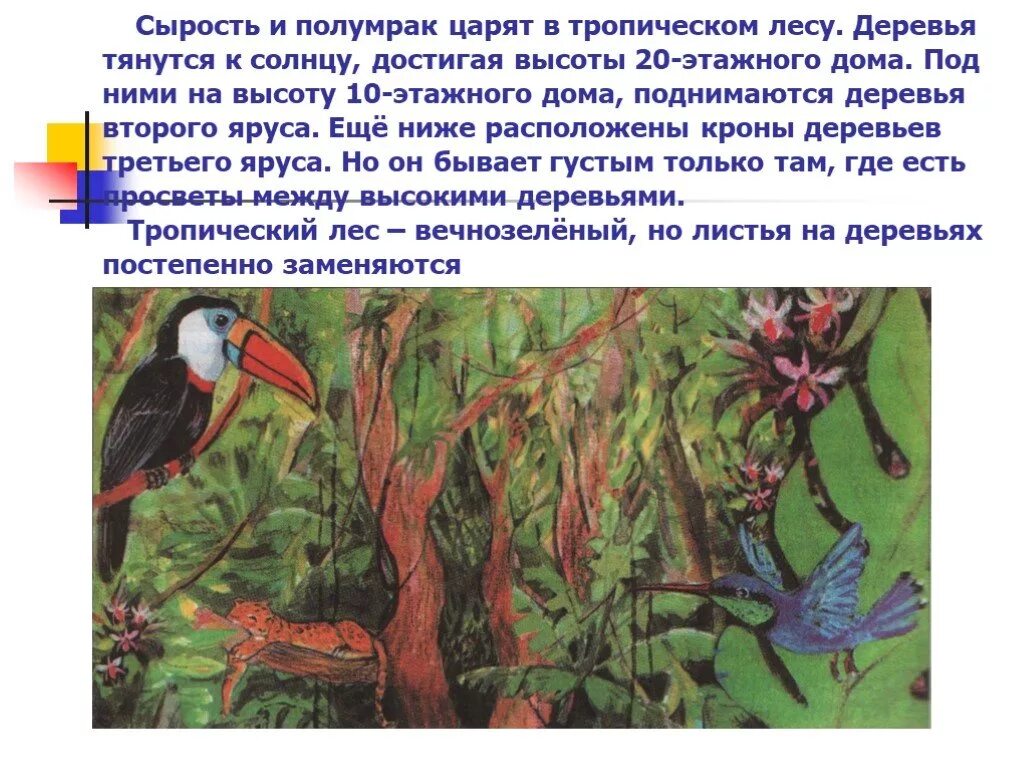 Влажные тропические леса растительность. Обитатели тропического леса животные. Доклад тропические леса. Растения нижнего яруса тропического леса. Презентация на тему тропические леса.