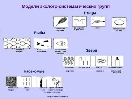 Схема модель животных