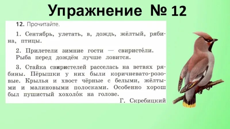 Свиристели какая часть речи. Текст свиристели 2 класс. Свиристели стайка свиристелей расселась. Предложение со словом Крылья и хвост. Свиристели предложения.