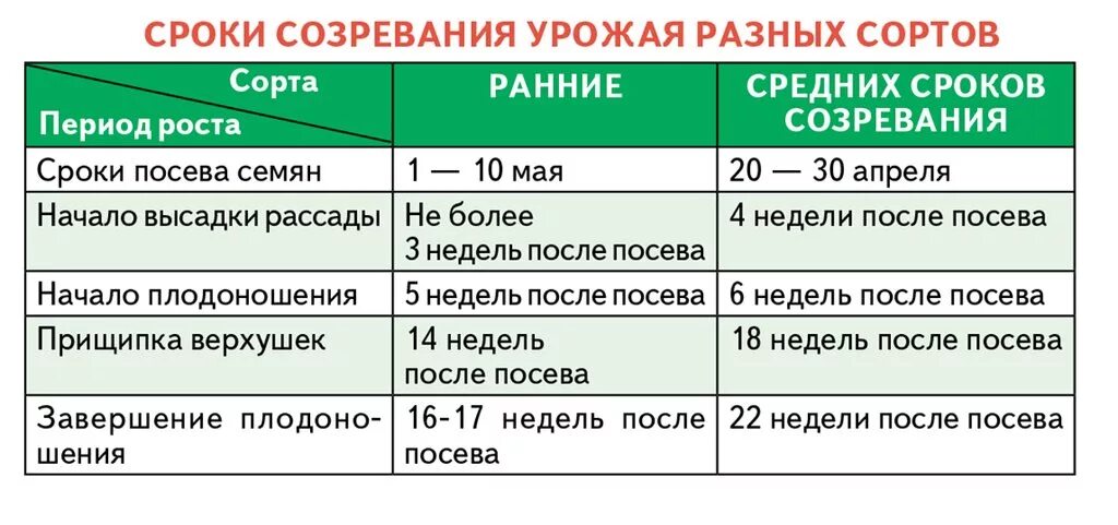 Через сколько будут огурцы. Срок созревания огурцов. Огурцы срок созревания. Период созревания огурцов. Сроки созревания огурца в открытом грунте.