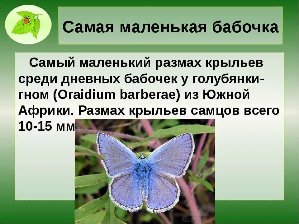 Текст описания бабочки. Сообщение о бабочке. Описание бабочки. Самая маленькая бабочка. Доклад про бабочку.