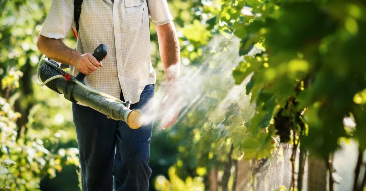В солнечную погоду можно опрыскивать деревья. Опрыскивание винограда. Опрыскивание виноградников. Опрыскивание обработка винограда. Опрыскивать виноград.