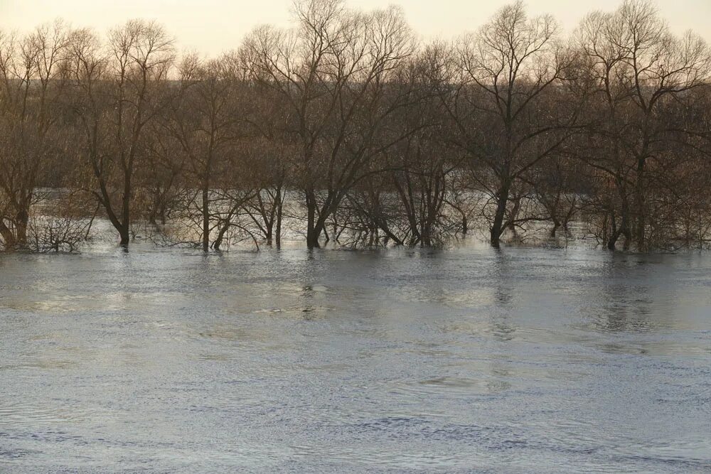 Уровень воды в реке угра. Разлив угры в Калуге. Разлив реки Угра. Угра разлив 2023. Угра разлилась.