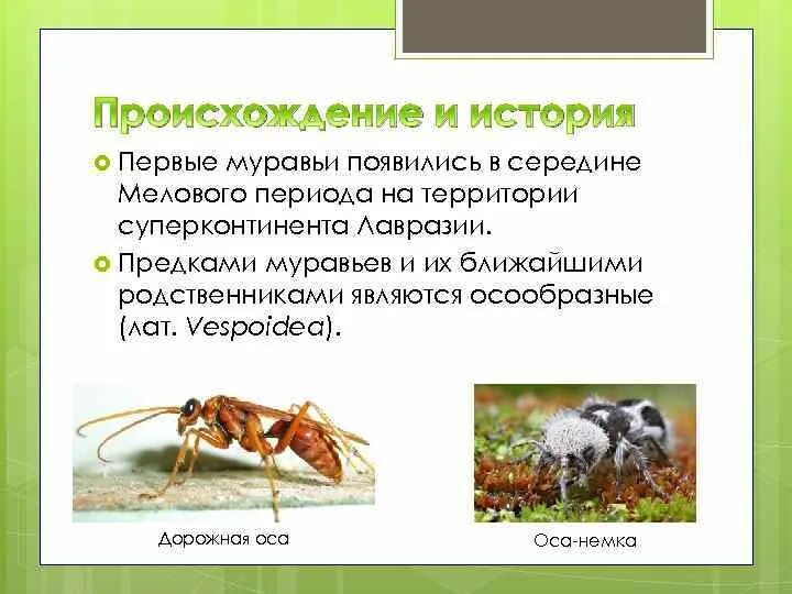 В каком веке появились муравьи. В каком веке появились муравьи. В каком веке появились муравьи. Кочевые муравьи. В каком веке появились муравьи.