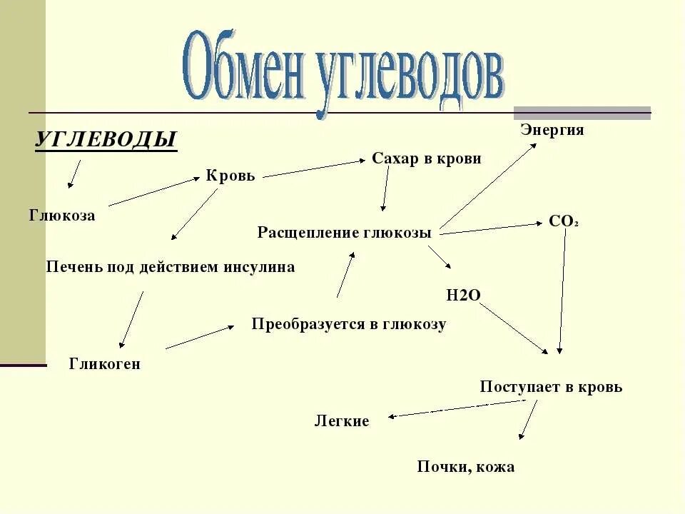 Правильная последовательность процессов расщепления углеводов. Обмен углеводов в организме человека схема. обмен углеводов схема 8 класс. схема углеводного обмена в организме человека. схема обмена углеводов 8 класс биология.
