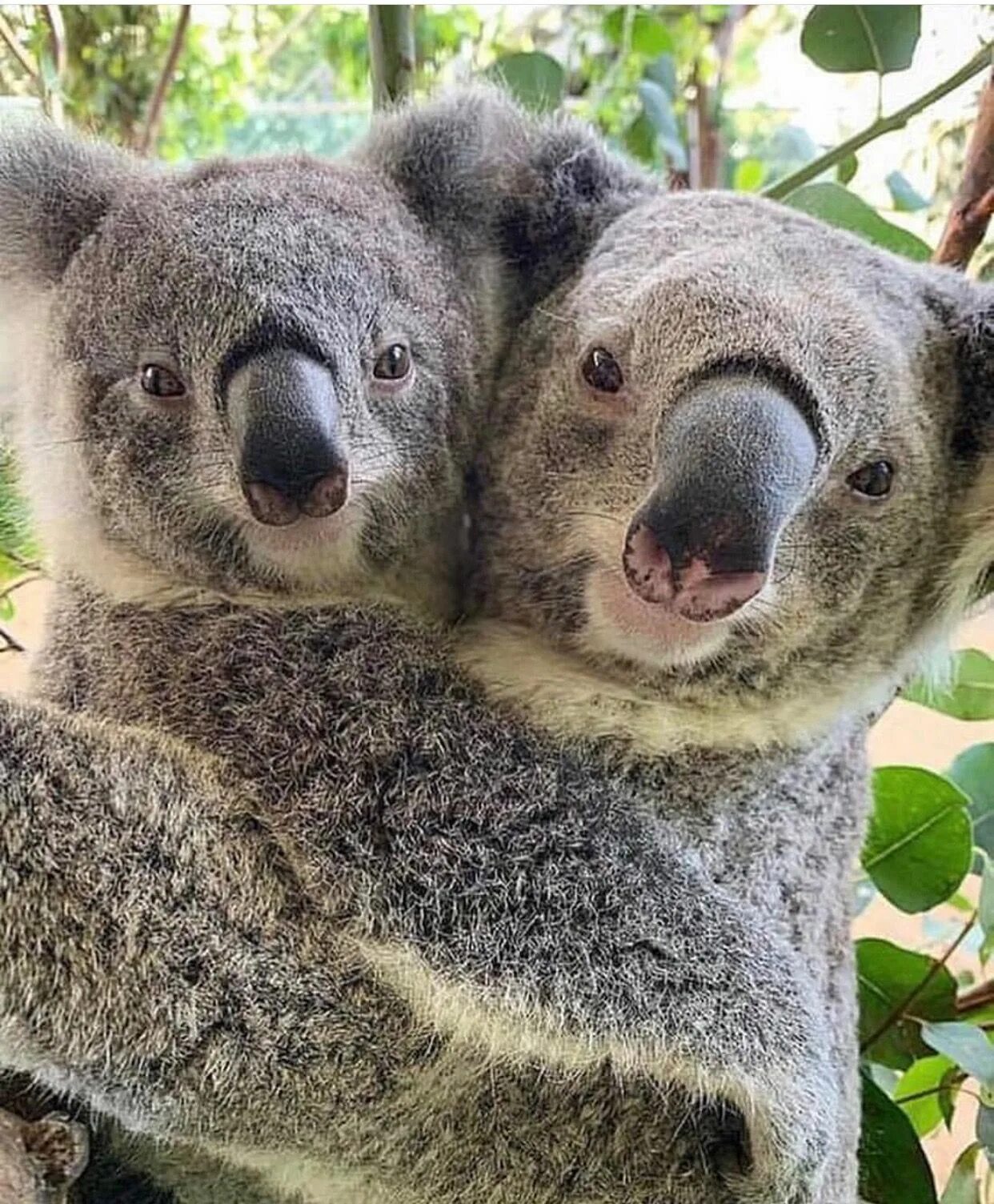 Любящая коала. Самка коалы. Коала в Австралии. Мишка коала. Коалы обнимаются.