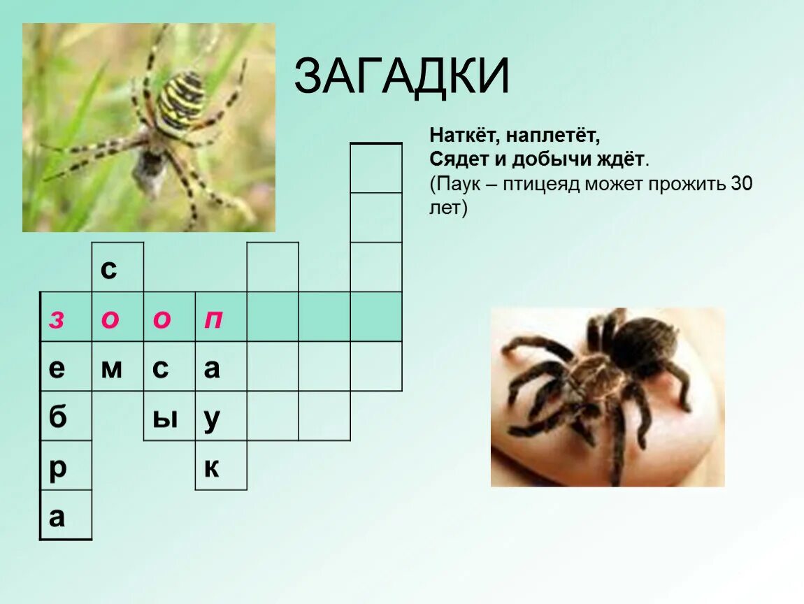 Наткет наплетет сядет и ждет