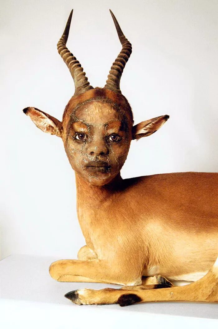 Гибриды животных. Зеброид лигр. Создание гибридов животных. Необычные животные. Невиданные животные.