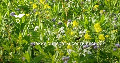 Семена какого растения высевают ранней весной
