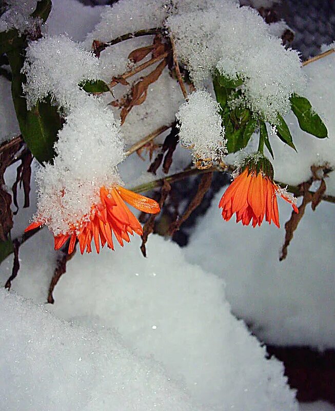 Под конец декабря. Зимняя природа. Река зимой. Установление снежного покрова. Ранняя зима.