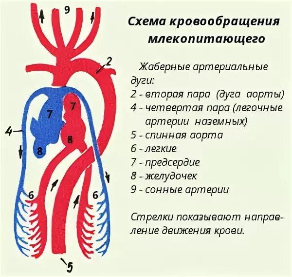 Особенности кровообращения млекопитающих. Кровеносная система млекопитающих схема. Строение кровеносной системы млекопитающих. Кровообращение млекопитающих 7 класс биология. Строение кровеносной системы у мле.