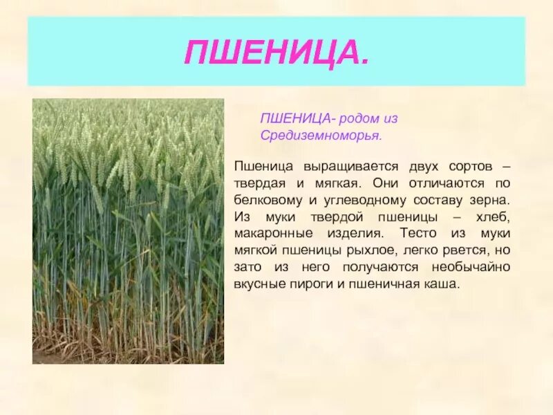 Сообщение о культурном растении. Книги о культурных ростения. Книги о культырныхрастениях. Доклад о культурном растении. Книги о культурных растениях названия 3 класс