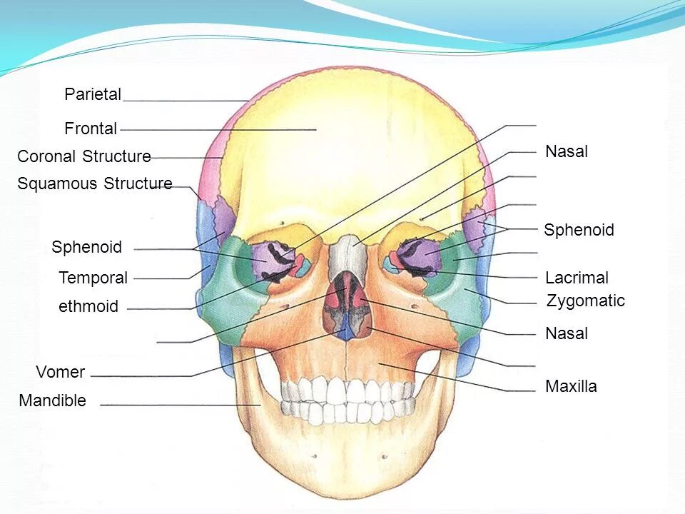 Строение костей черепа. Кости лицевой части черепа. Строение лицевого черепа анатомия. Анатомия костей лицевого черепа.