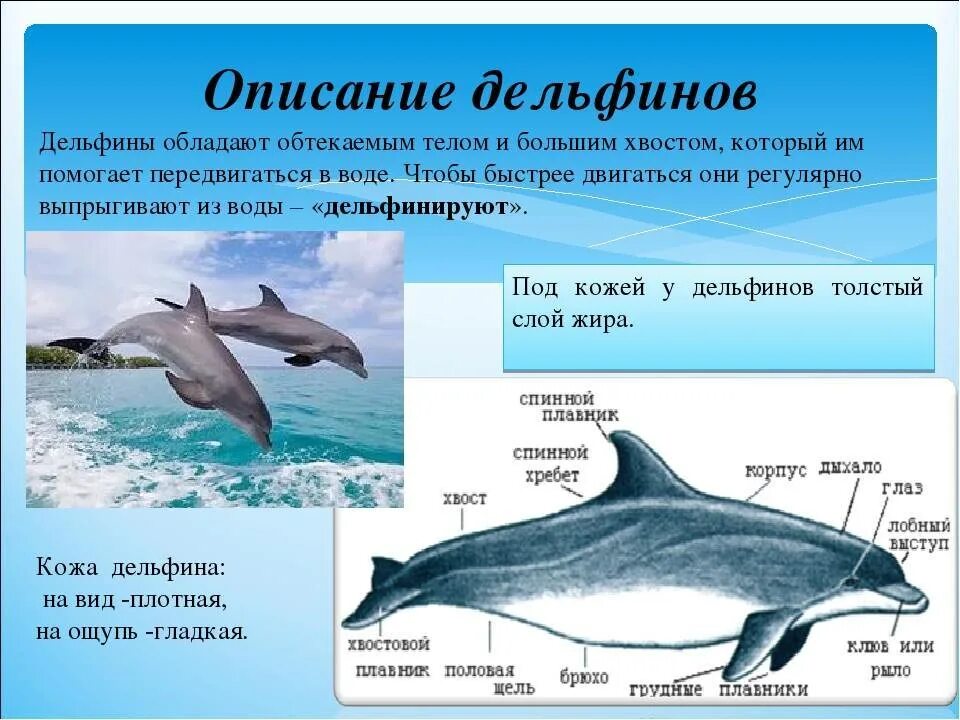 Формы тела животных