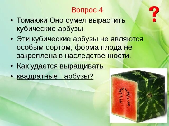 Прочитайте текст чудо арбузы расположенный справа запишите. Квадратные арбузы кубические. Как удается выращивать квадратные арбузы. Где выращивают квадратные арбузы. Кубический Арбуз как растет.