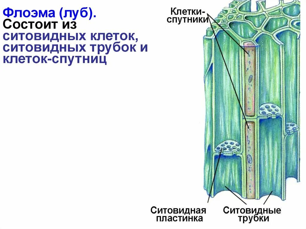 Ситовидные трубки и лубяные волокна. Ситовидные трубки луба. Ситовидные трубки флоэмы. Ситовидные клетки флоэмы строение. Наличие флоэма