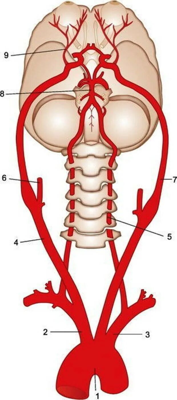 Магистральные артерии мозга. Брахиоцефальные артерии анатомия. Брахиоцефальные артерии схема. Позвоночная артерия анатомия атлас. Позвоночная артерия анатомия схема.