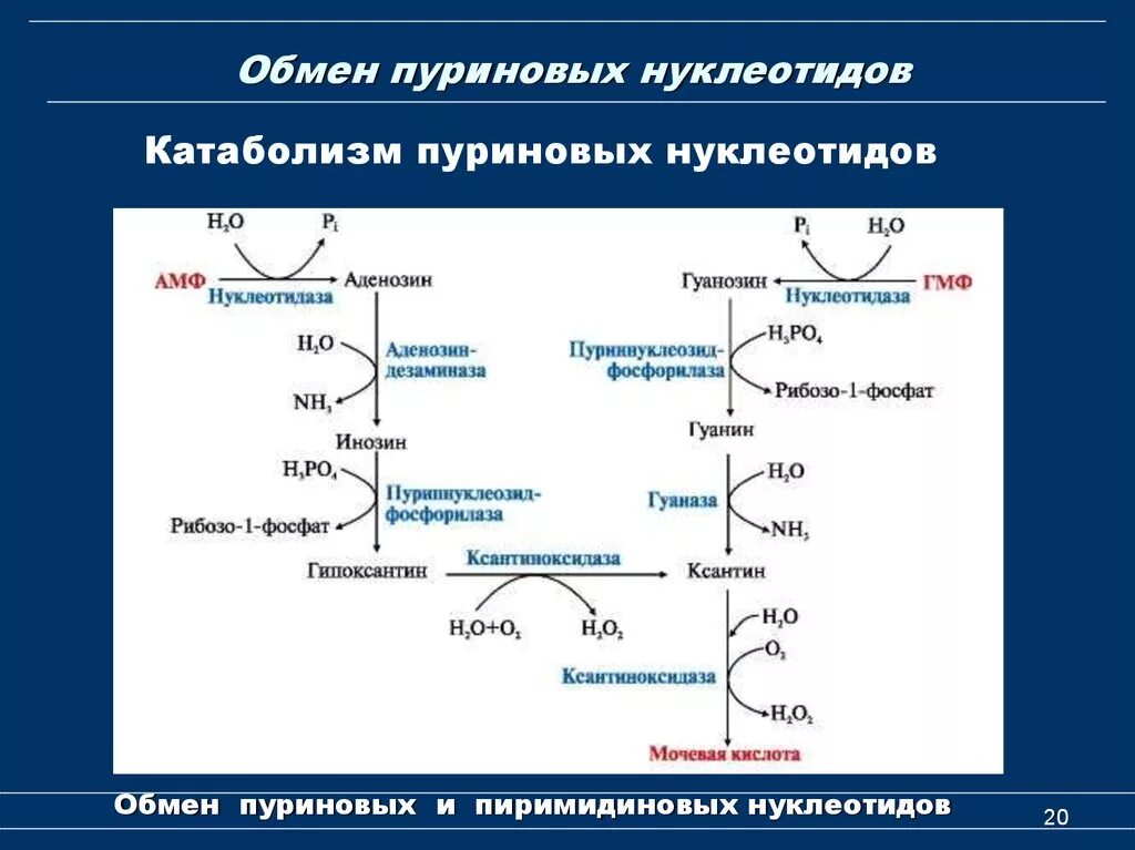 Окисление в биосинтезе. Схема катаболизма пуриновых нуклеотидов биохимия. Метаболизм пуриновых оснований биохимия. Схема распада пуриновых оснований. Схема катаболизма пуриновых оснований.