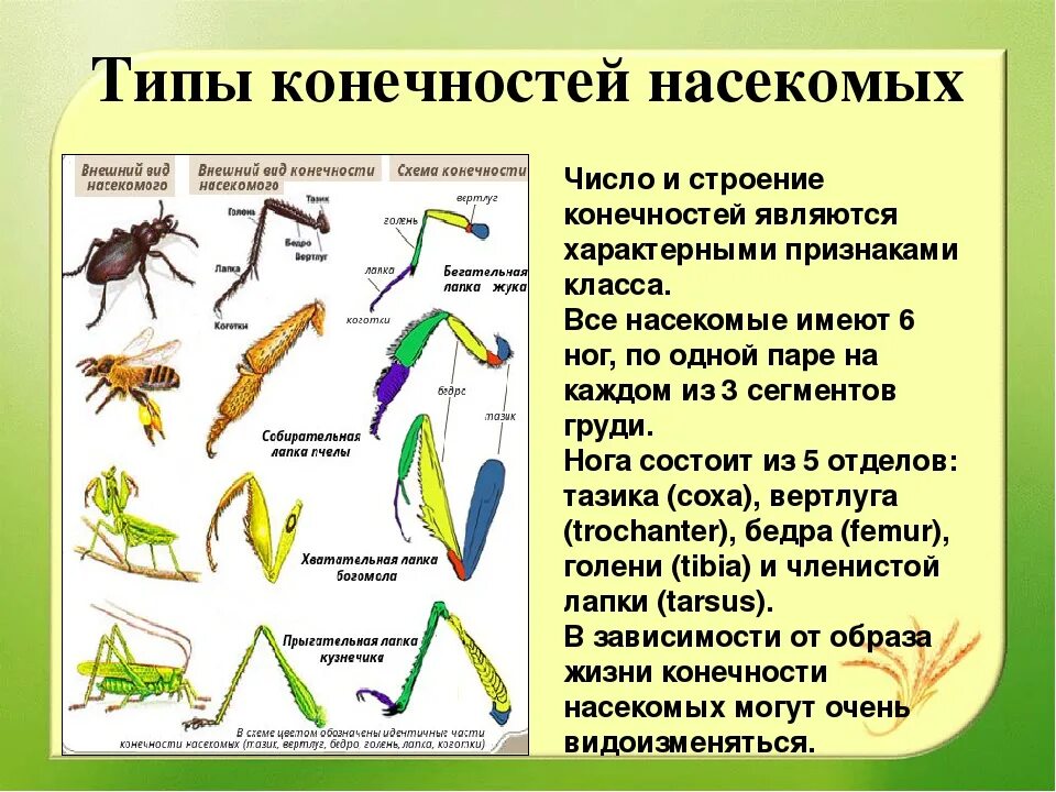 Строение ноги бегательного типа насекомого. Класс насекомые строение конечностей. Строение ног насекомых и их типы. Типы ходильных конечностей насекомых.