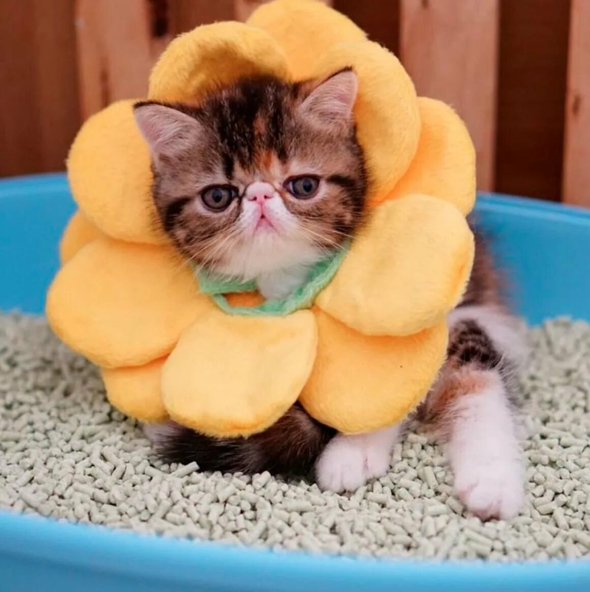 Очень смешной котенок. Смешные котята. смешной котяра. милый смешной котик. забавные милые кошки.