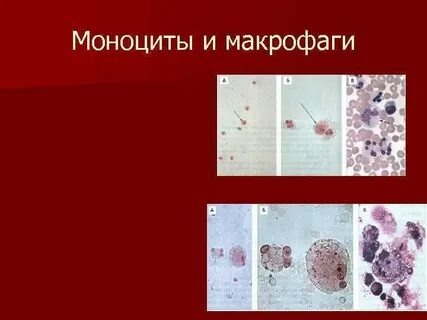 Моноциты и макрофаги