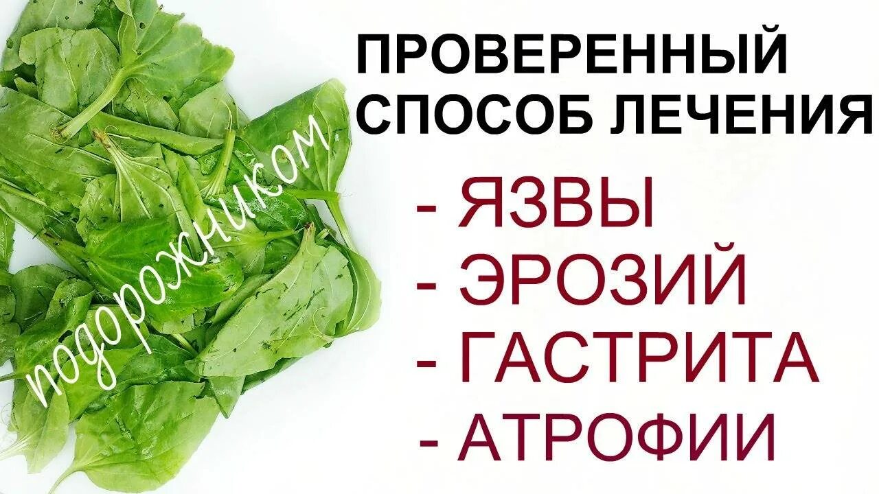 Народные средства понижающие кислотность. Подорожник для эрозии желудка. Подорожник для желудка при язве. Народные средства от эрозии желудка. Народные средства от язвы.