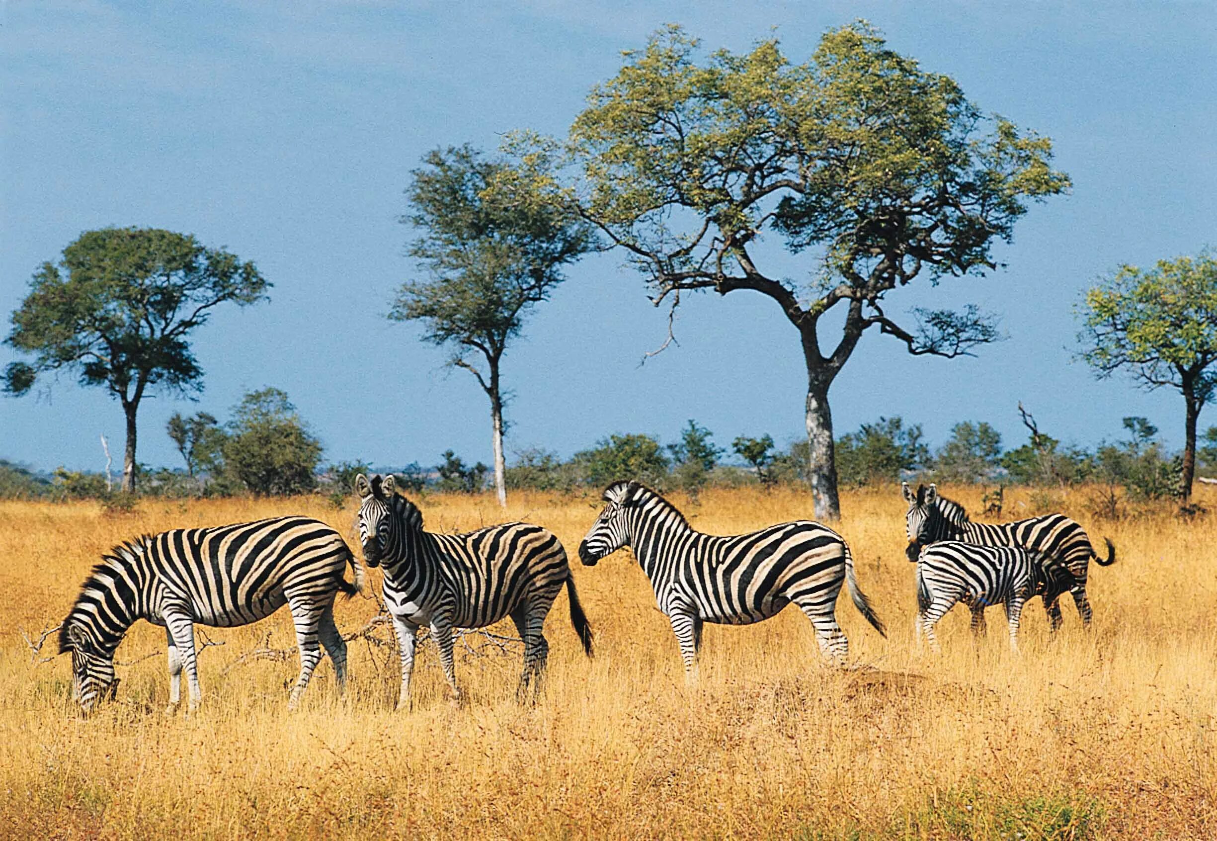 Животные саванны и тропического леса для детей. Моюнкумская саванна. Саванна видео для детей. Саванна видео для детей. Саванна видео для детей.