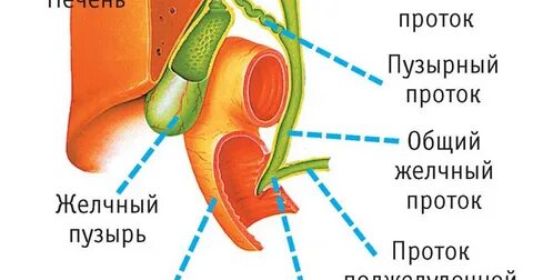 Пузырные симптомы желчного пузыря