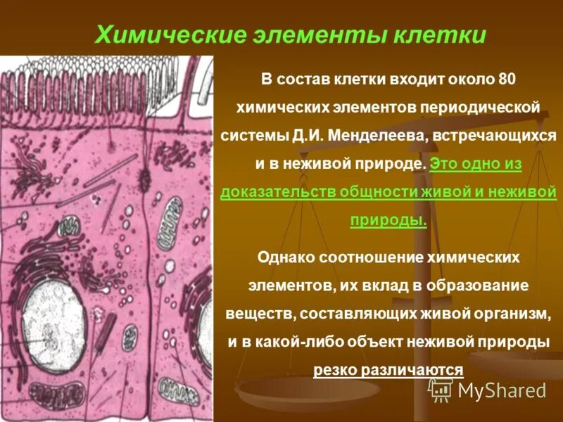 химическая структура клетки. входит в состав клеточных. особенности химического состава клетки. роль неорганических веществ в жизнедеятельности клетки. вода в составе клетки.